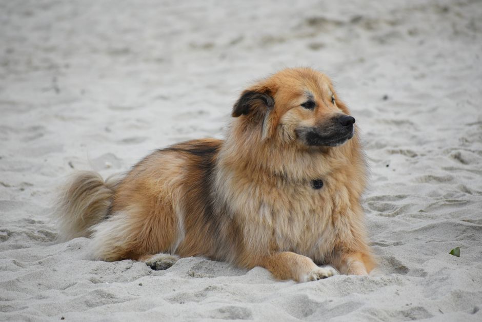 Overview of the Husky Golden Retriever Mix