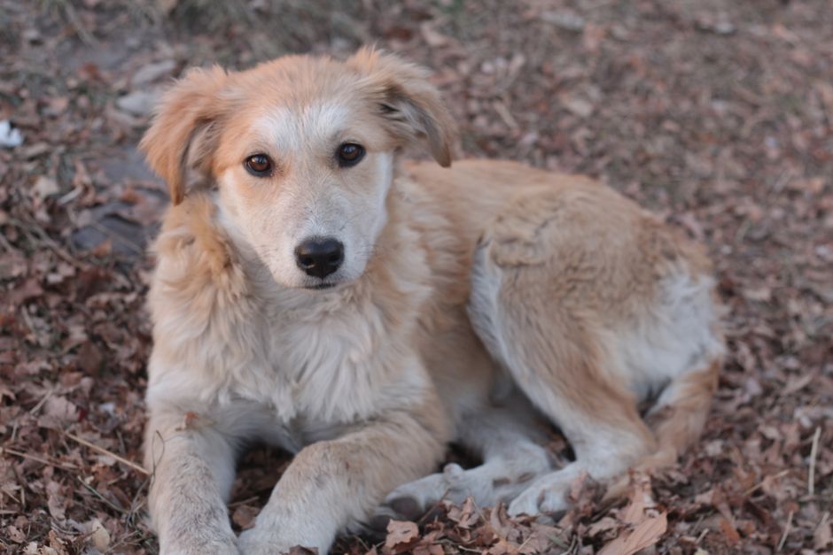 Temperament and Personality