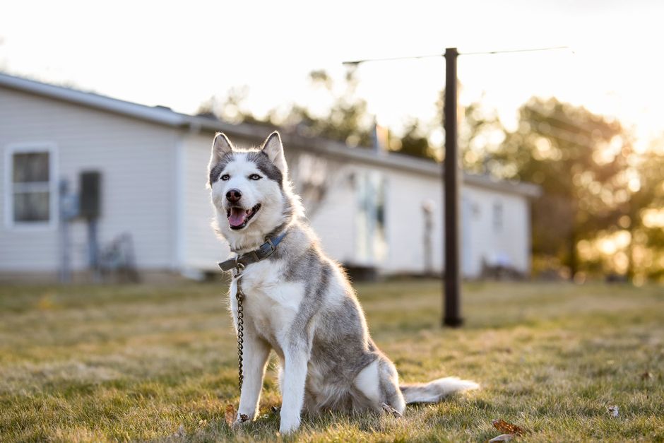 Training and Obedience