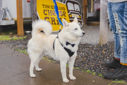 Dramatic Husky Food Reactions: Why They Act So Silly