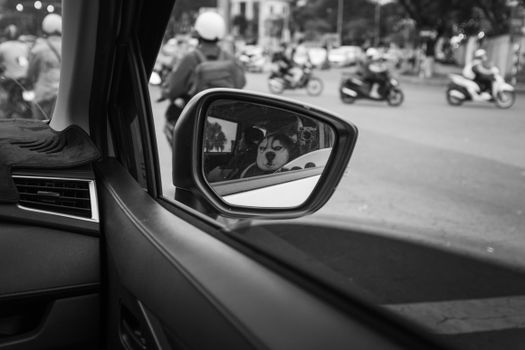 Husky vs Mirror: Why They React So Funny to Their Reflection