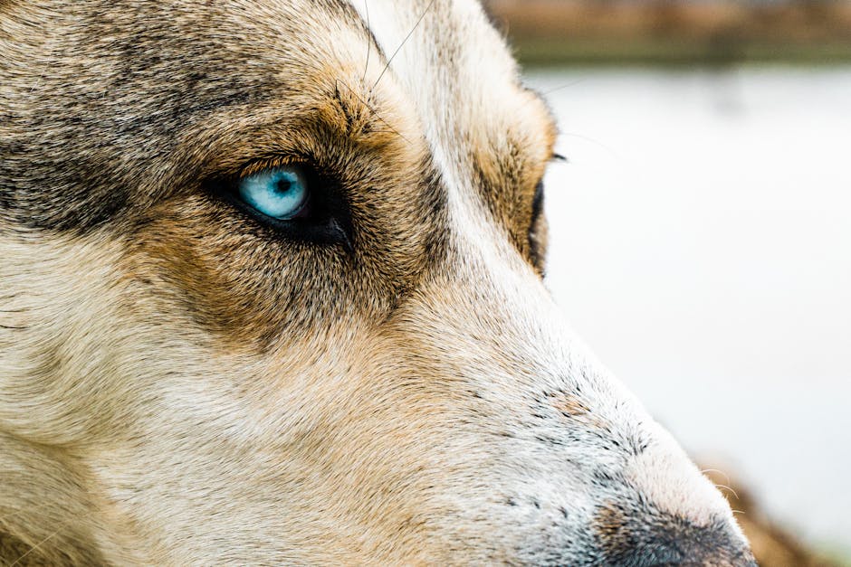 Are Blue Eyes Linked to Health Issues?