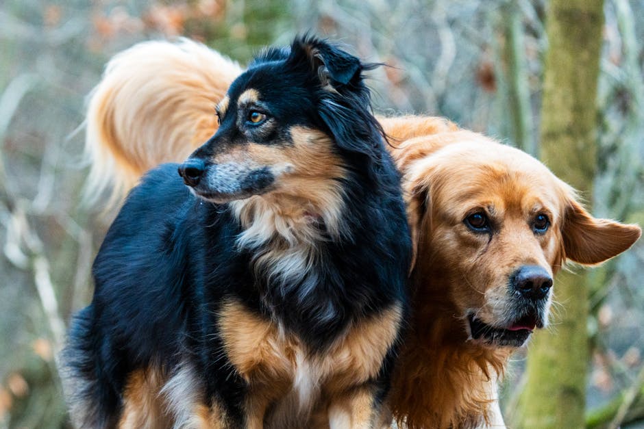 Top Dog Breeds That Make Great Husky Adventure Partners