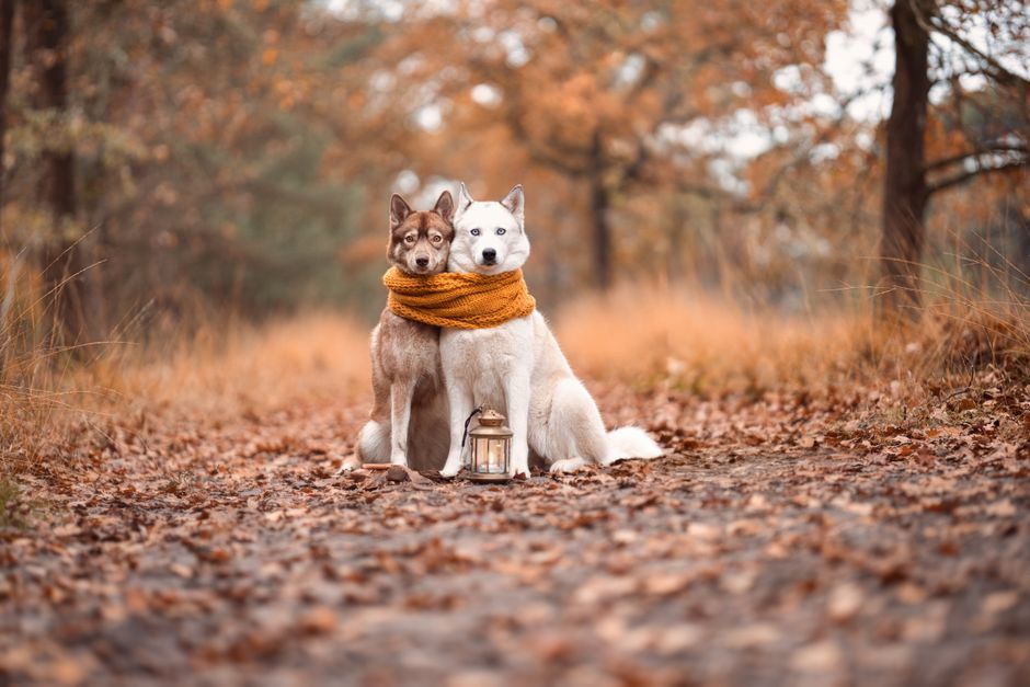 The Rarest Husky Colors