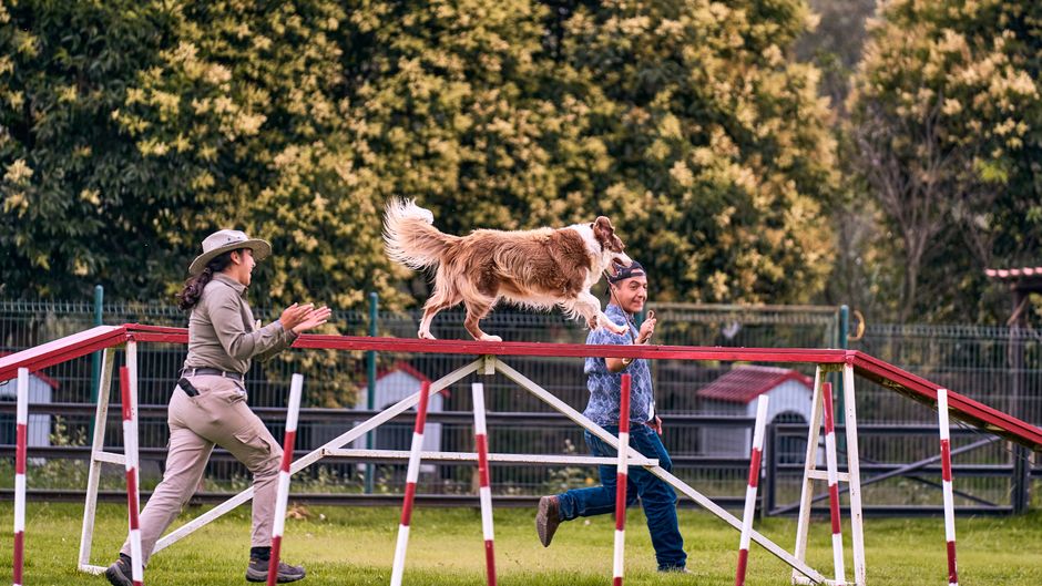 Setting Up a Safe DIY Agility Course