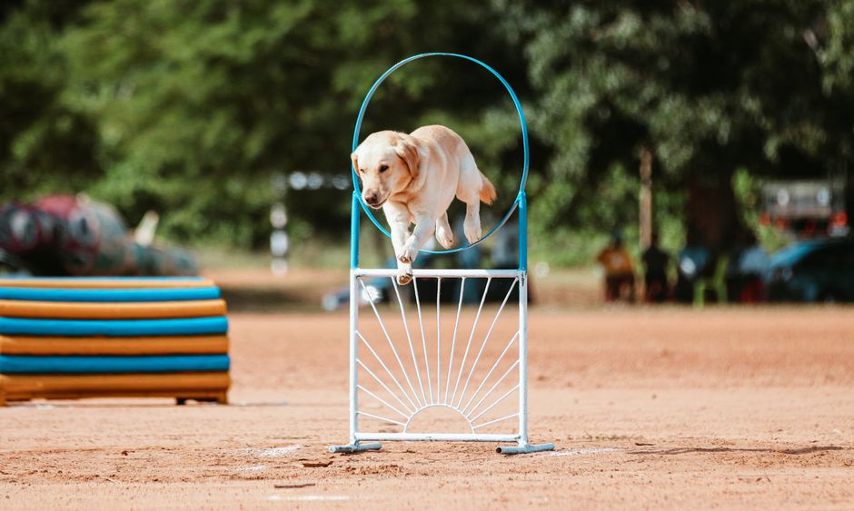 Easy DIY Agility Obstacles for Your Husky