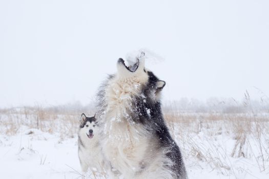 Husky Snow Zoomies: Why They Go Wild in Winter
