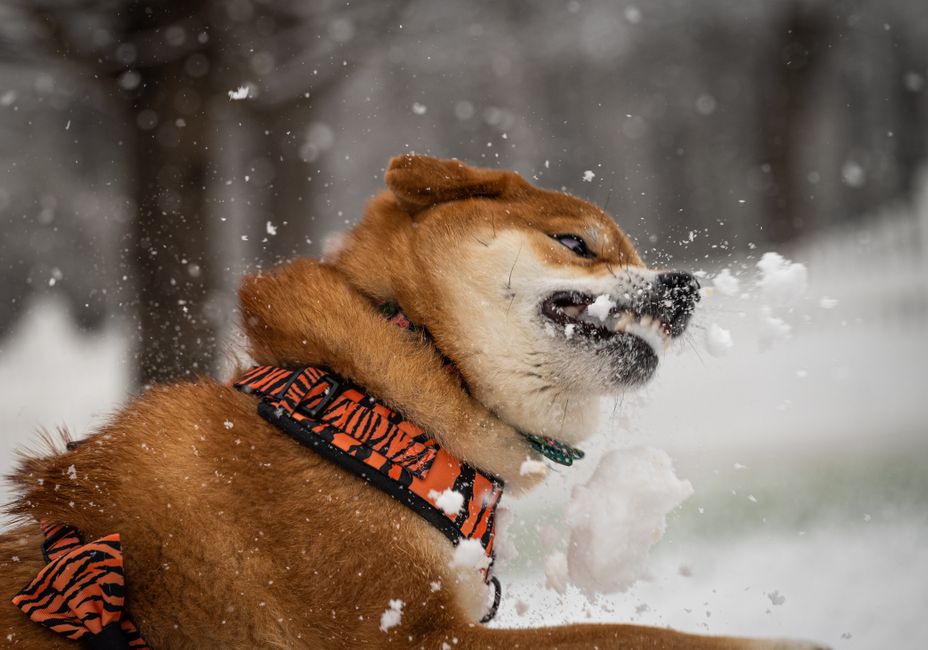 Why Huskies Love Snow Zoomies