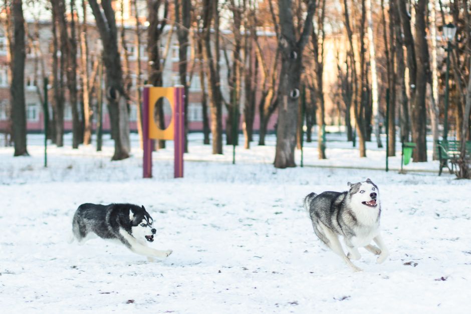 Safety Tips for Winter Zoomies