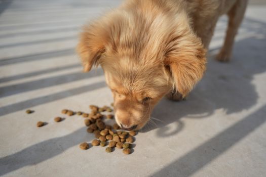 How to Safely Mix Kibble and Raw for Your Husky | Expert Guide