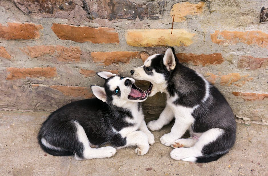 Understanding the Basics of Kibble and Raw Diets
