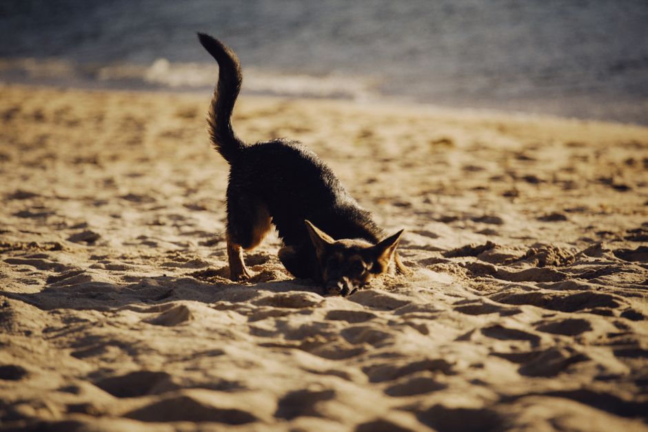 The Instinct to Dig: An Ancient Heritage