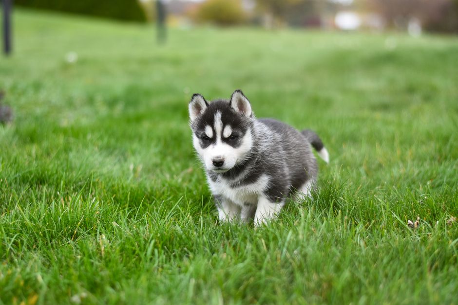 Why Do Huskies Talk? Understanding Their Vocal Nature