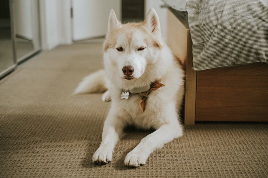 Key Features to Look For in a Husky Bed