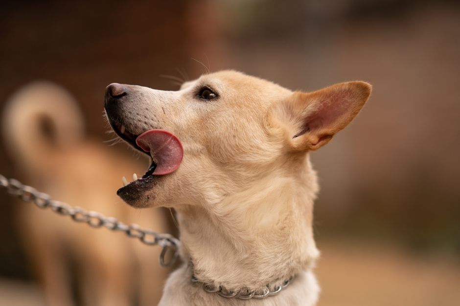 Common Reasons for Excessive Licking