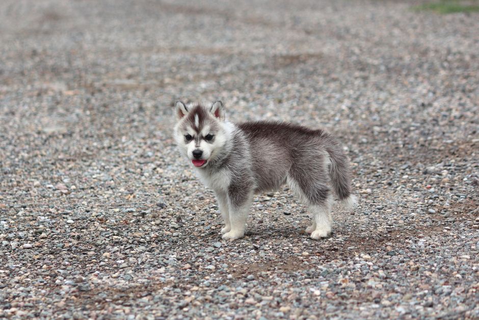 Understanding Nutritional Needs of Husky Puppies