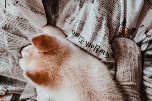Why Huskies Steal Socks: Funny Stories & How to Stop It