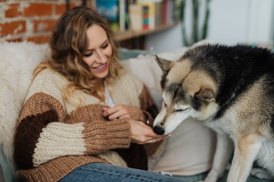 Funny Stories from Husky Owners