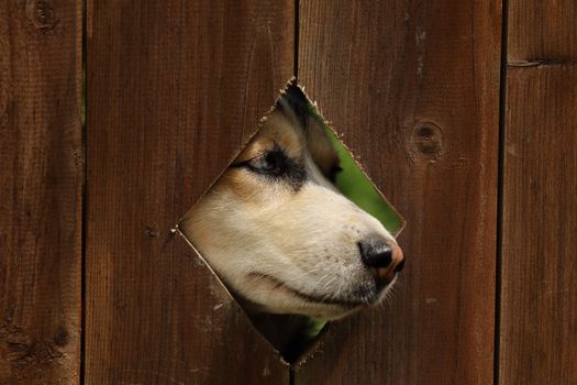 Why Huskies Dig Holes: Funny Reasons & Practical Solutions