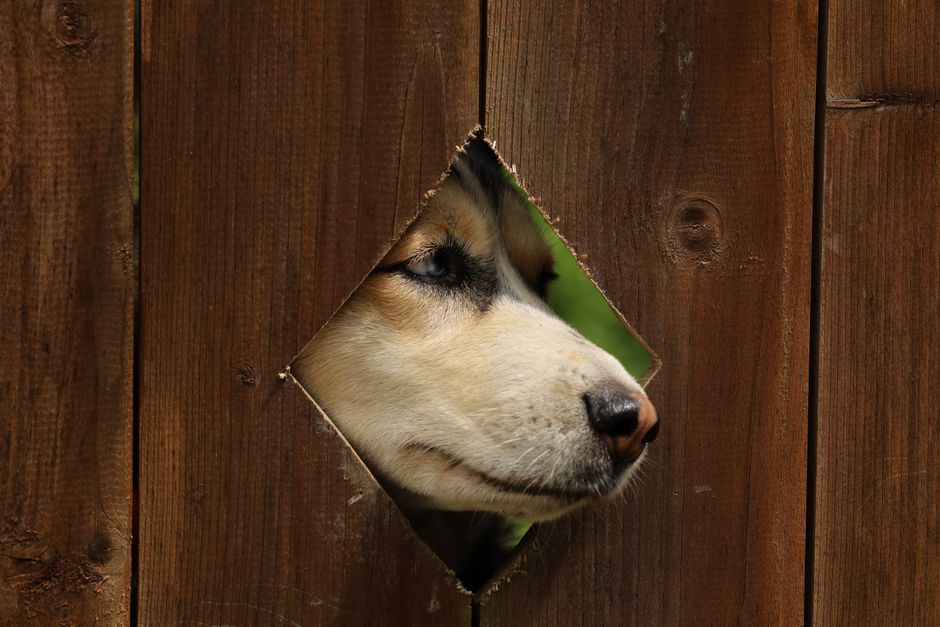 5 Hilarious Reasons Your Husky Digs