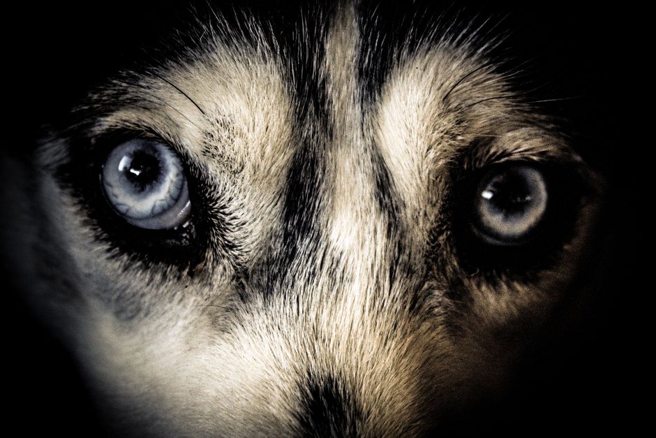 The Nature of the Husky Stare