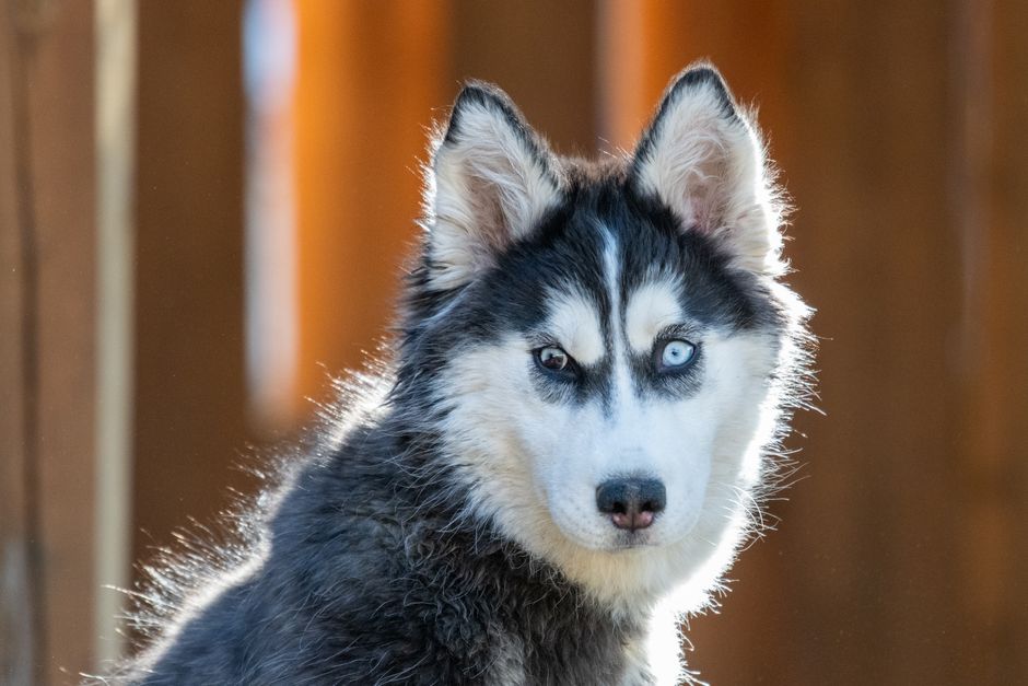 Common Reasons Huskies Stare at You