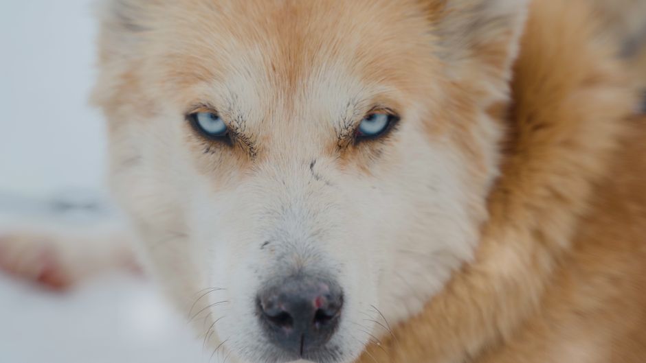 Is the Stare Aggressive? Understanding Body Language