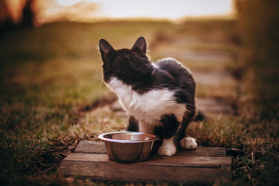 Top 5 Slow Feeder Bowls for Siberian Huskies