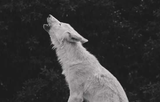 Do Huskies Howl at the Moon? Myths & Facts Revealed