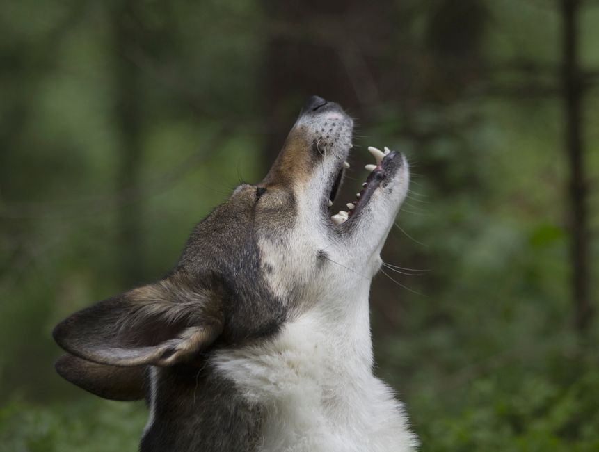 The Myth of the Howling Husky