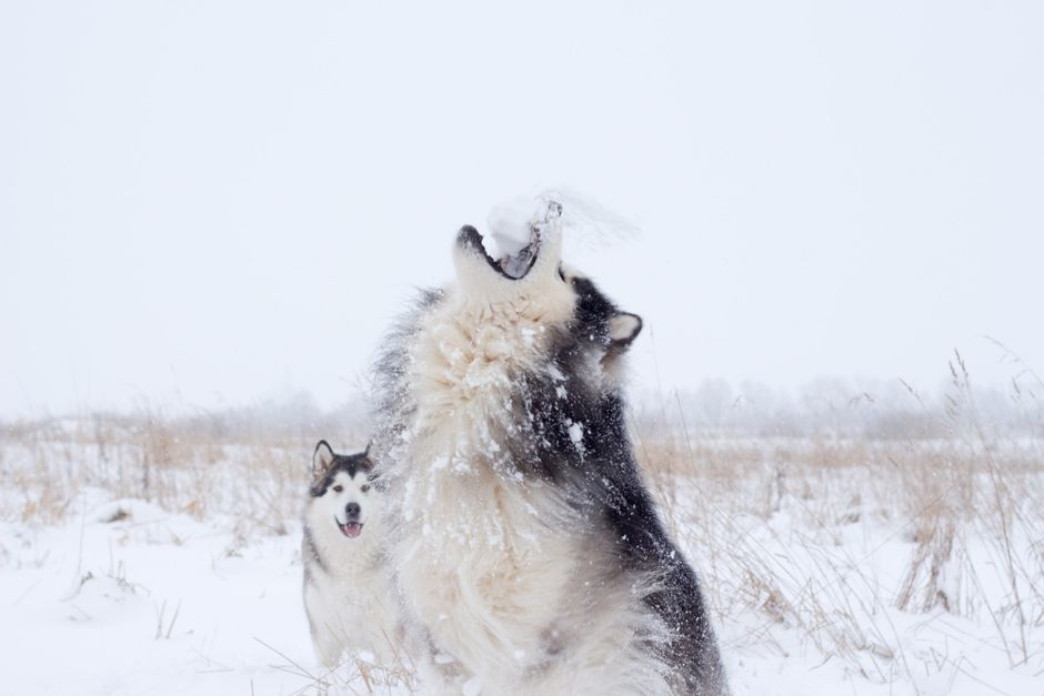 Why Do Huskies Howl? The Science Behind the Sound