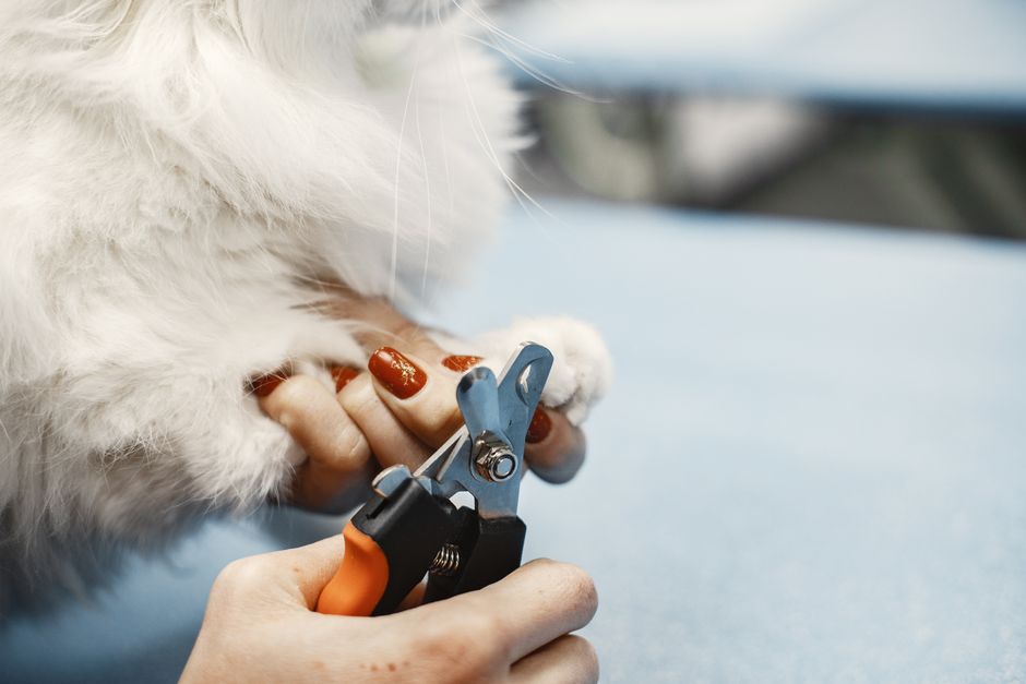 Top 5 Best Nail Grinders for Huskies