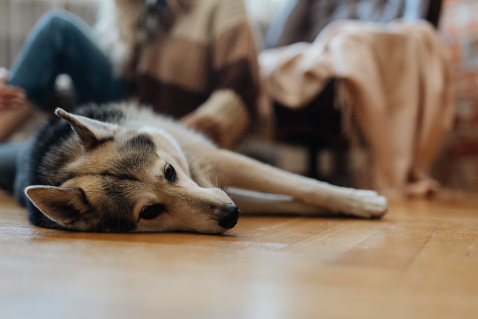 The Root of the Behavior: Understanding Your Husky