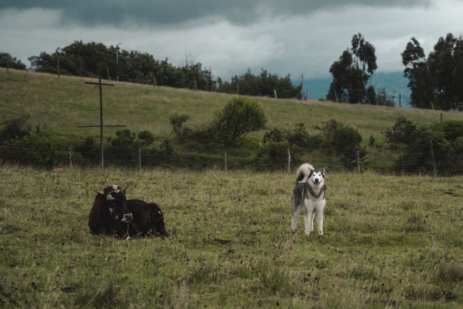 The Husky's Prey Drive: Why Farm Animals Are So Fascinating