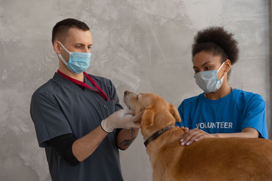 Routine Veterinary Visits: Preventive Care for Huskies