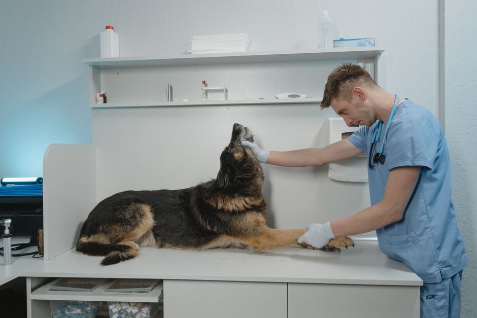 Adult Husky Vet Visits: Annual Checkups Matter