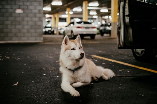 Why Do Huskies Pant at Night? Causes & Solutions