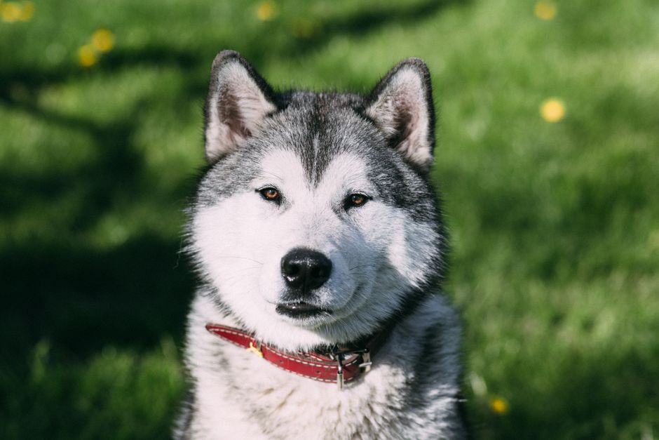 Why Huskies Need a Specialized GPS Tracker