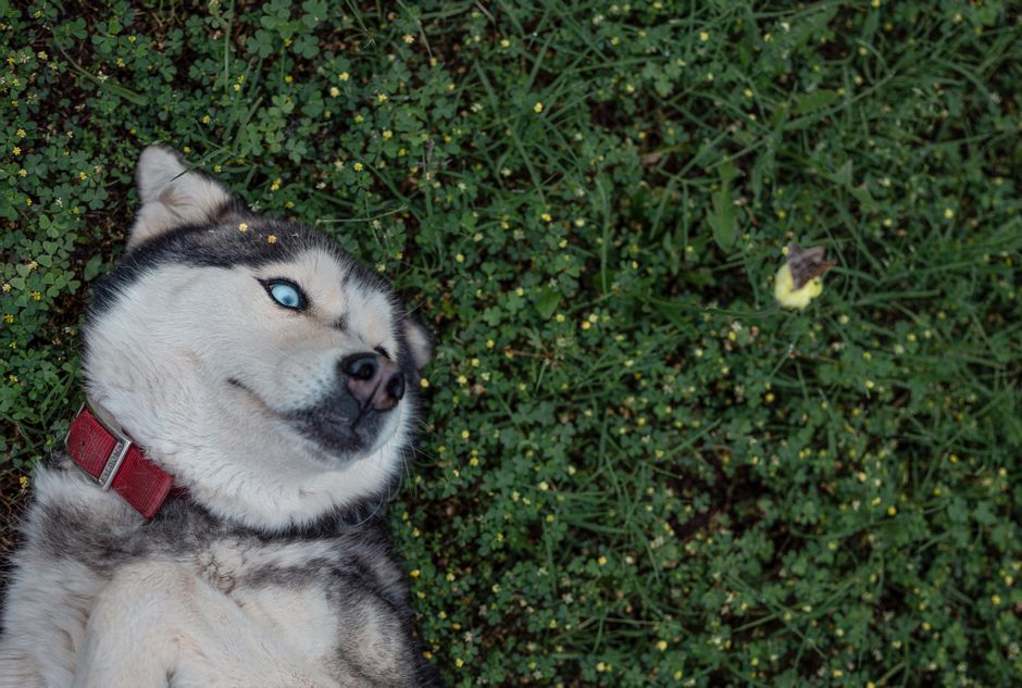 Top 5 GPS Trackers for Huskies Compared