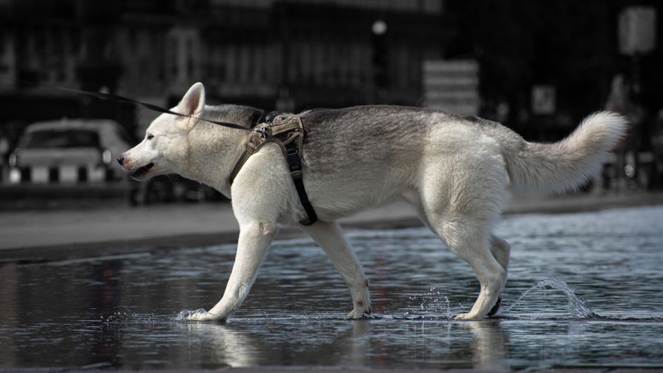 The Siberian Husky's Historical Relationship with Water