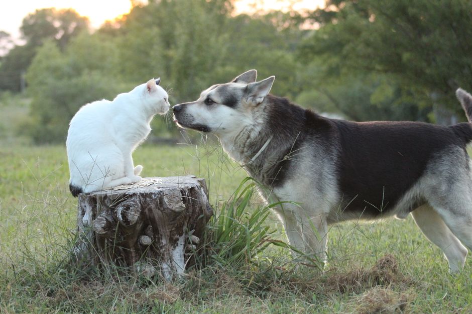 Signs Your Husky Might Chase Cats