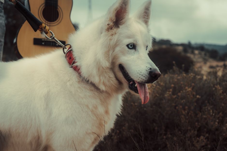 Common Causes of Cloudy Eyes in Siberian Huskies