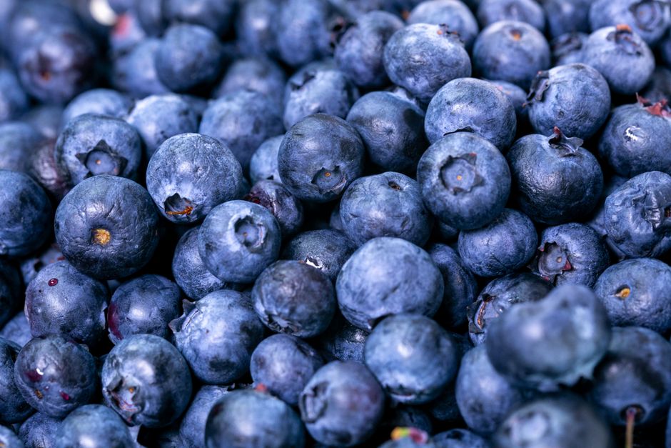 How Many Blueberries Can a Husky Eat?