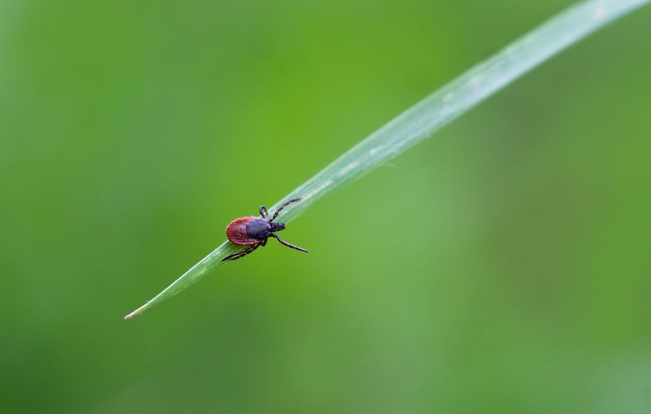 Best Practices for Tick Prevention
