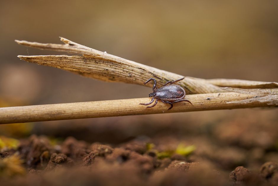 How to Safely Remove a Tick from Your Husky