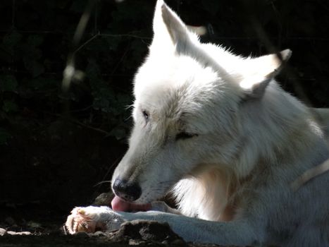 Husky Paw Licking: Causes, Solutions & When to Worry