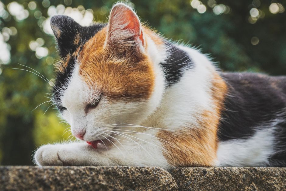 Common Health Issues Related to Paw Licking in Huskies