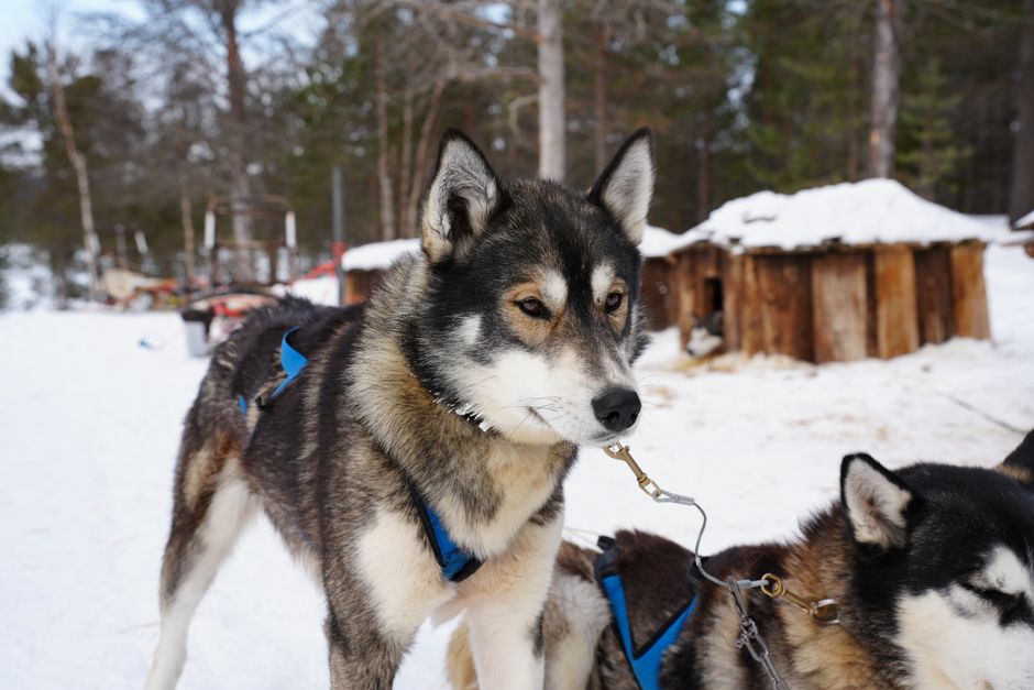 Understanding the Sled Dog Instinct