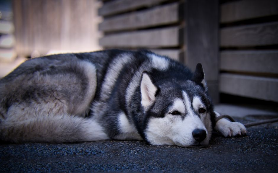 Common Signs of Depression in Huskies