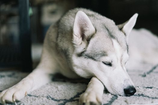 Husky Lethargy Causes: What to Know & When to Worry